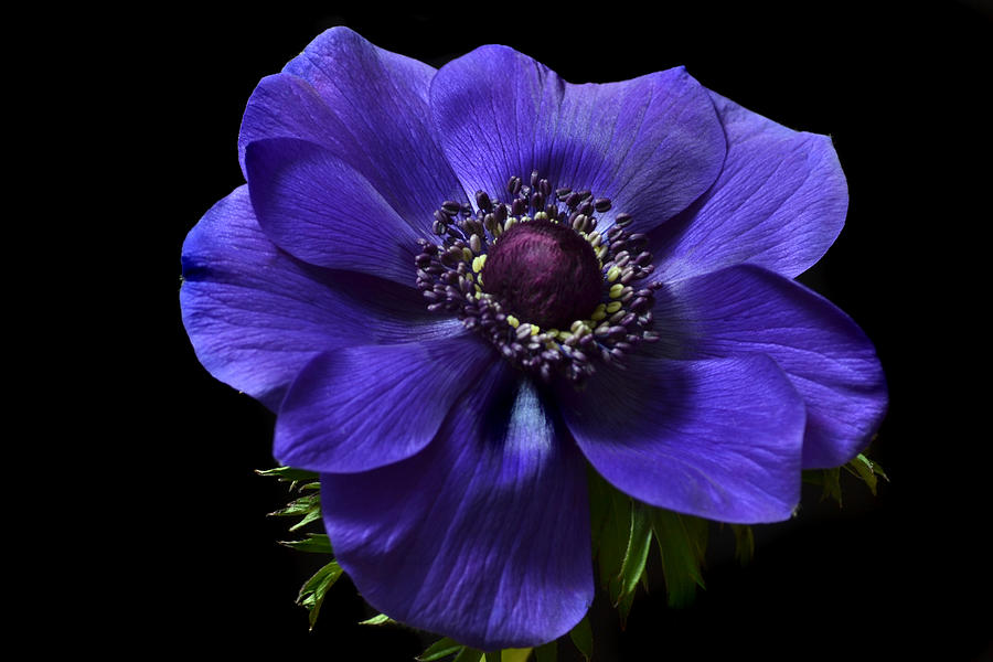Anemone Gem. Photograph by Terence Davis
