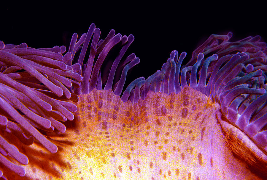 Waving Anemone Photograph by Jean Noren