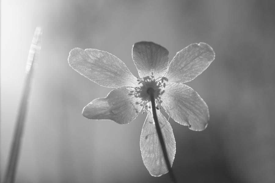 Flowers Still Life Photograph - Anemone nemorosa - monochrome by Ulrich Kunst And Bettina Scheidulin
