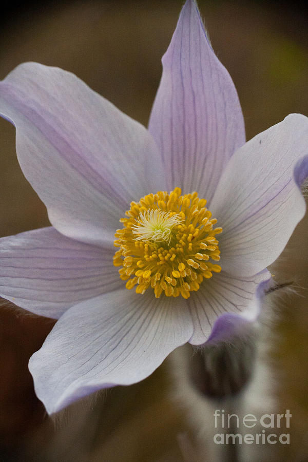 Anemone Patens Photograph by Katie LaSalle-Lowery