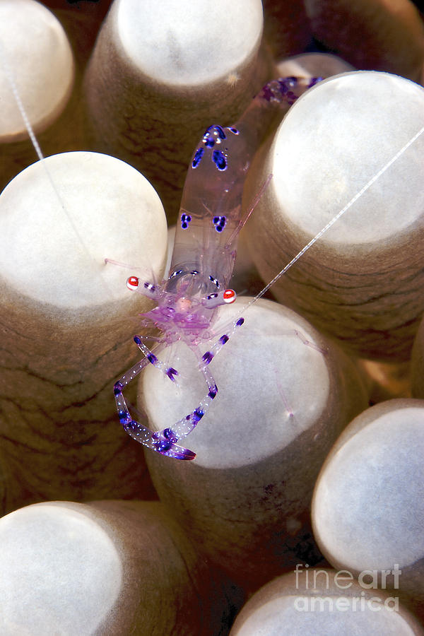 Anemone Shrimp On Its Host, Papua New Photograph by Terry Moore - Fine ...