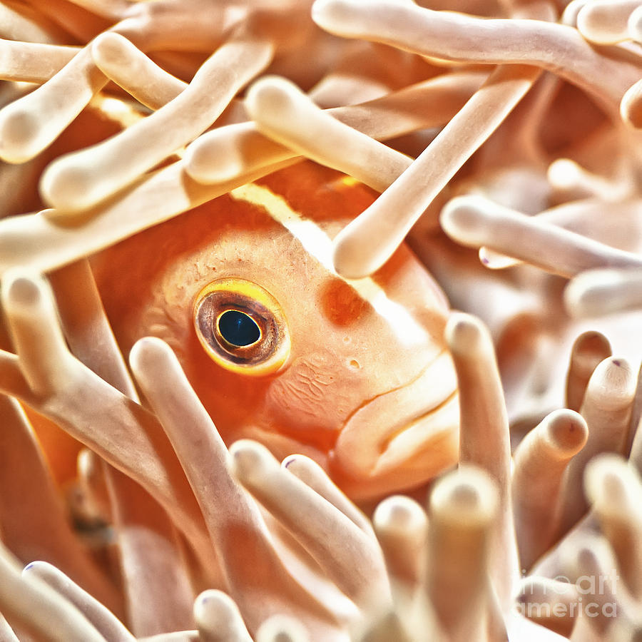Fish Photograph - Anemonefish closeup by MotHaiBaPhoto Prints