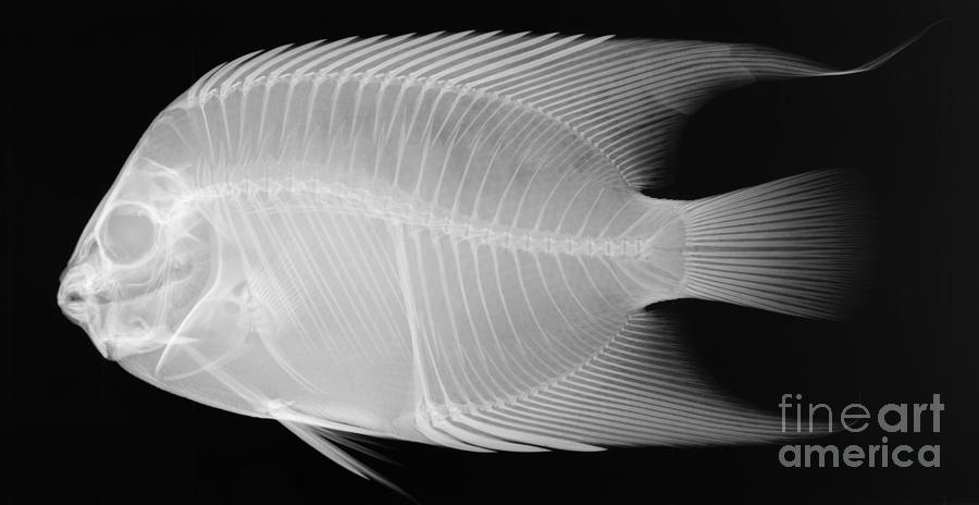 Angel Fish X-ray Photograph by Ted Kinsman