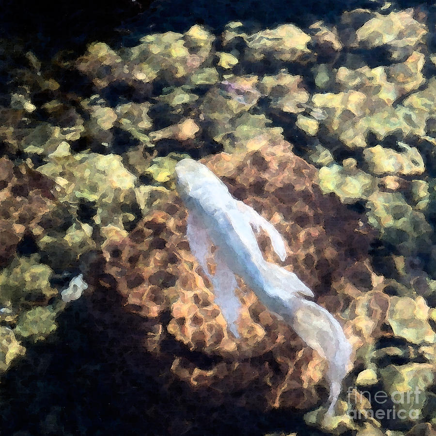Koi Photograph - Angel in a Koi Pond by Betty LaRue