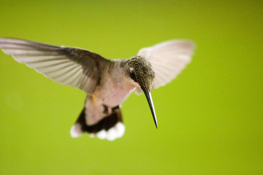 Angel In Flight - Hummingbird -- Artist Cris Hayes Photograph