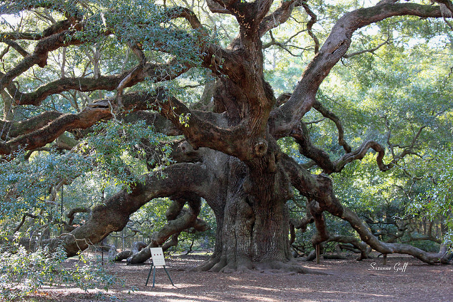 Tree Photograph - Angel Oak - Dont Climb or Carve on the Tree by Suzanne Gaff
