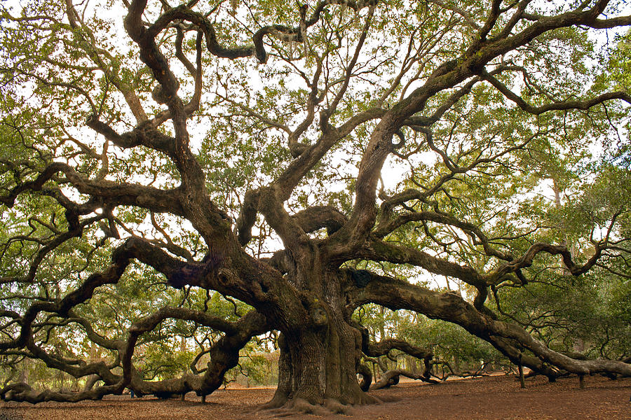 Angel Oak- color Photograph by Lynn Davenport - Fine Art America