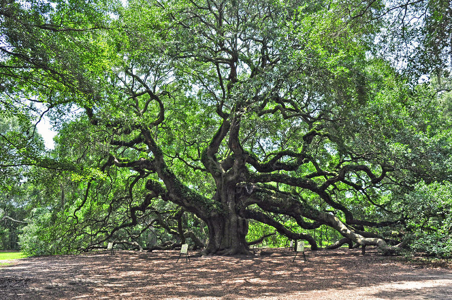 Angel Oak Photograph by Donnie Smith - Fine Art America