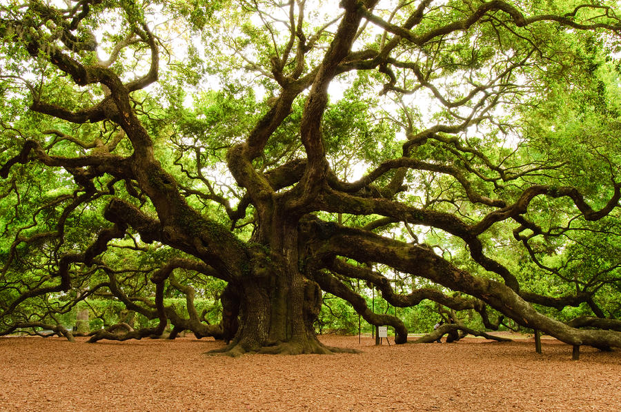 Angel Oak Tree 2009 by Louis Dallara