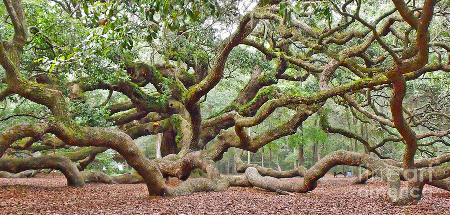 Angel Oak Photograph by Val Miller
