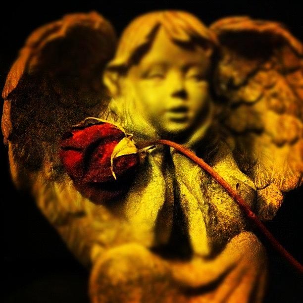 Rose Photograph - #angel #rose #memories #heaven by Angela Ritchie