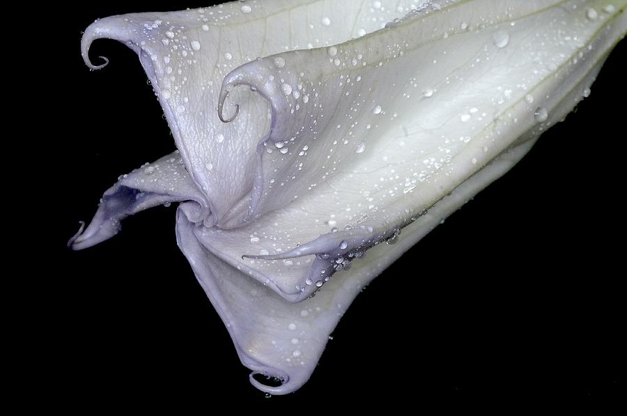 Angel Trumpet After The Rain Photograph by Diane Giurco