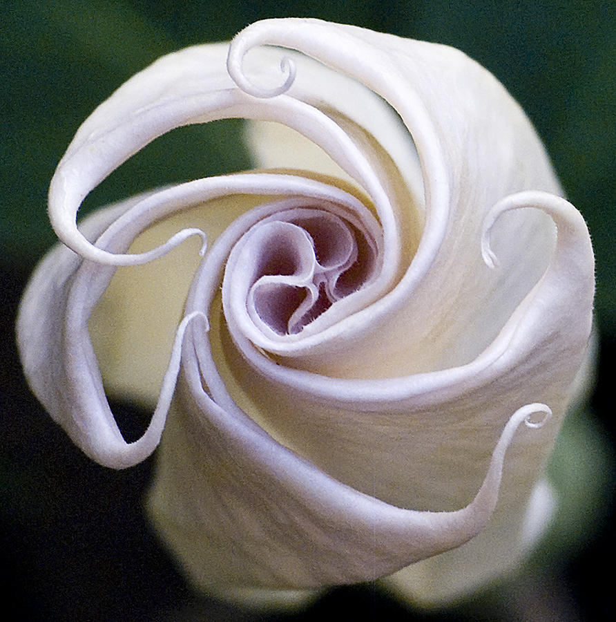 Angel Trumpet Blooms Photograph by Diane Giurco