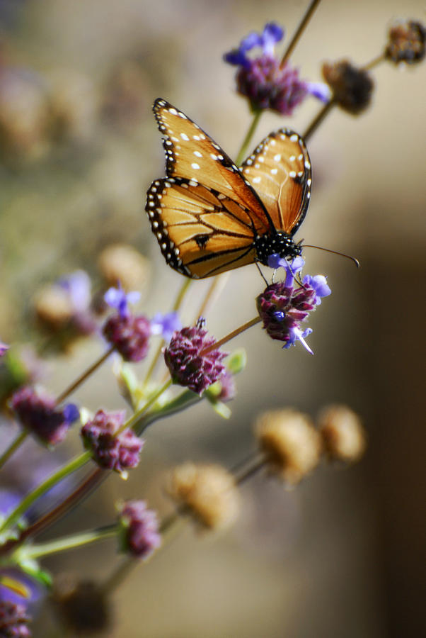 Butterfly Photograph - Angel Wings  by Saija Lehtonen