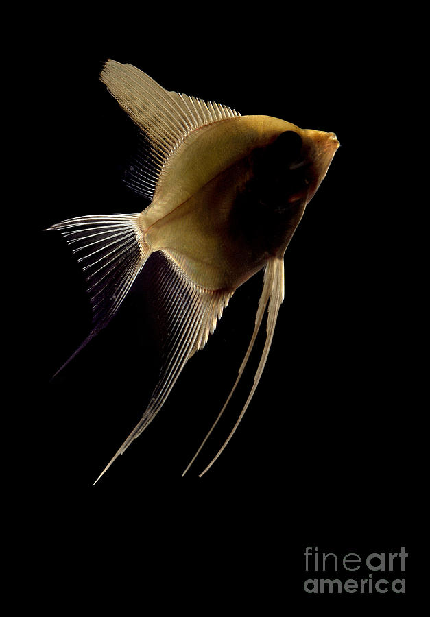 Angelfish Photograph by Raul Gonzalez Perez