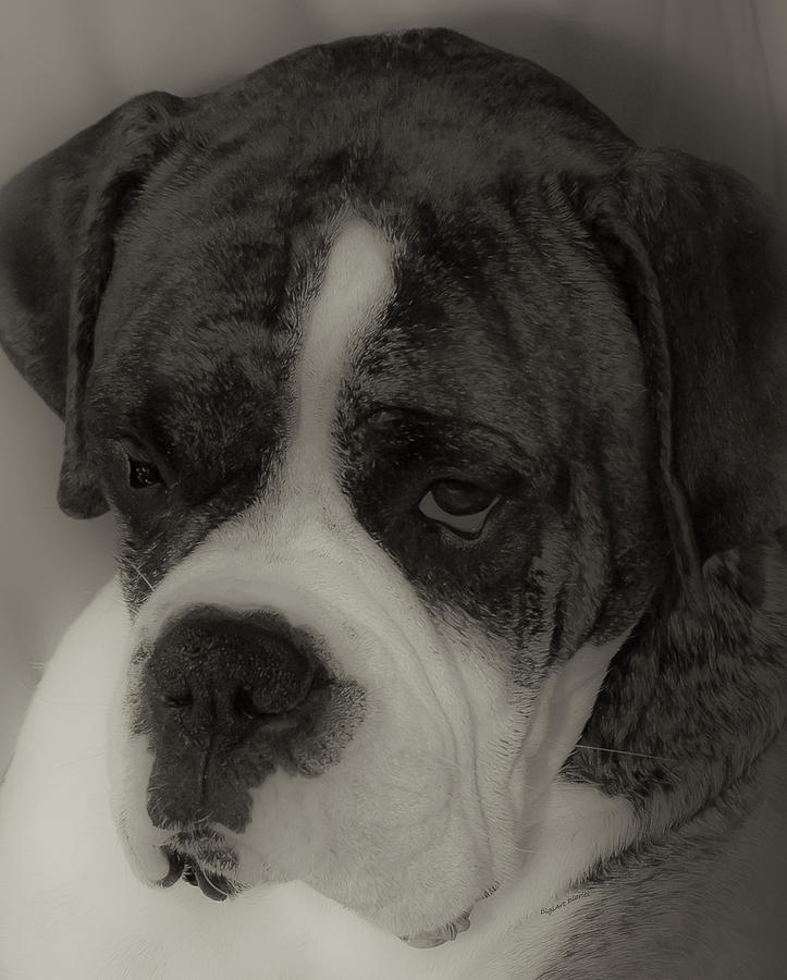 Black And White Photograph - Angelic Boxer by DigiArt Diaries by Vicky B Fuller