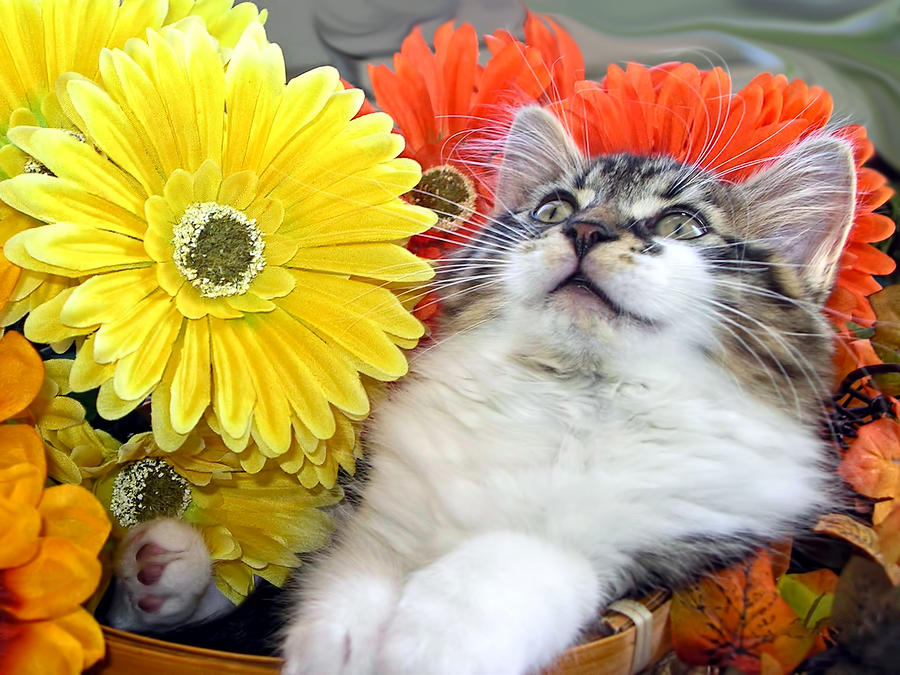 Angelic Kitten with Head Upwards Curious Kitty Cat in Gerbera Flower