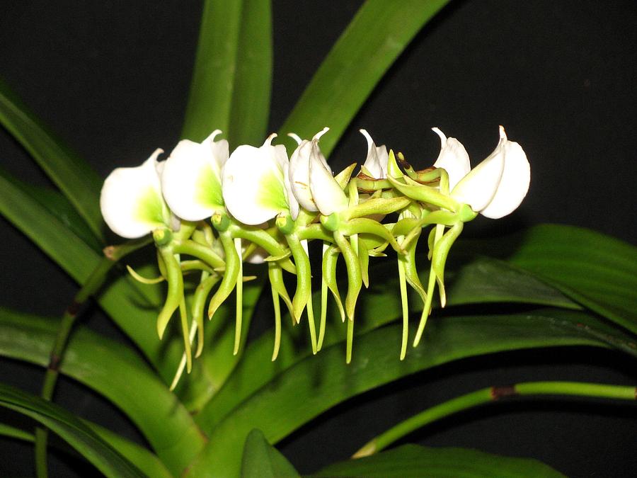 Angraecum Orchid Photograph by Alfred Ng
