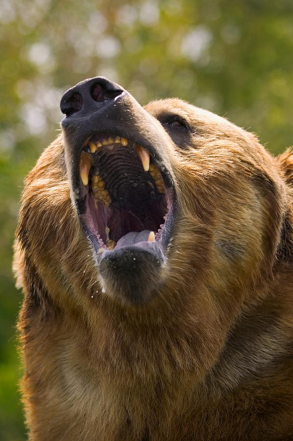 Bear Photograph - Angry Bear by Carson Ganci