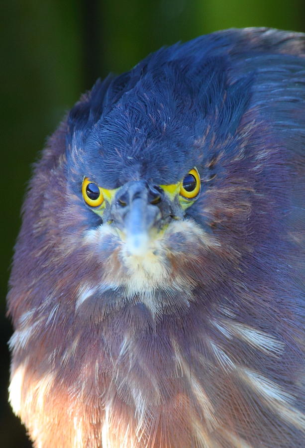 Angry Bird Photograph by Bruce J Robinson