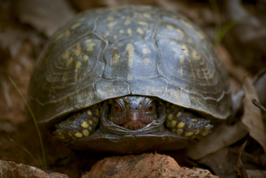 Angry Eyes Photograph by Daniel Milligan - Fine Art America