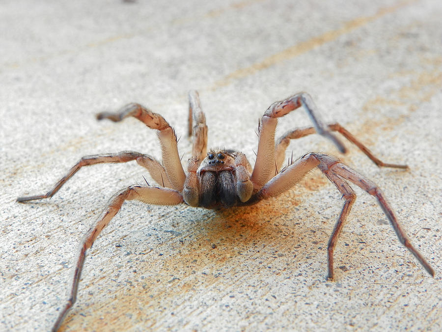 Angry house spider Photograph by Chad and Stacey Hall