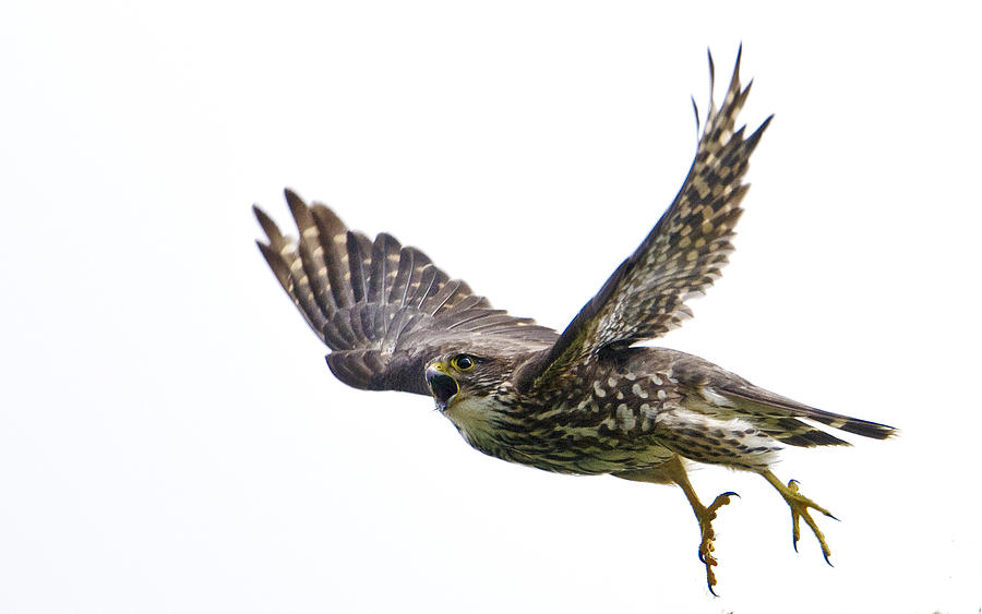 Bird Photograph - Angry Merlin on the Hunt by Bryan Shane