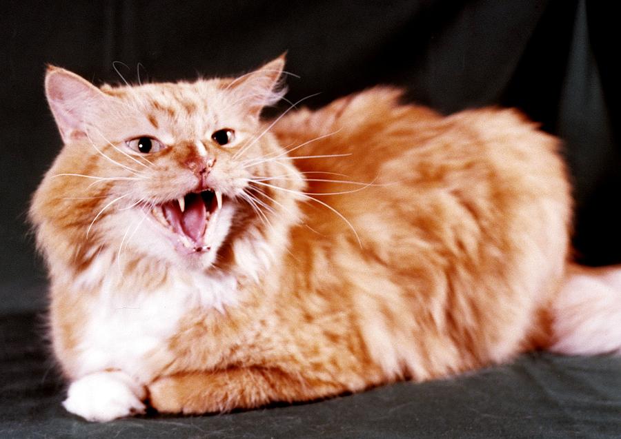 Angry Orange  Tabby Photograph by Larry Allan