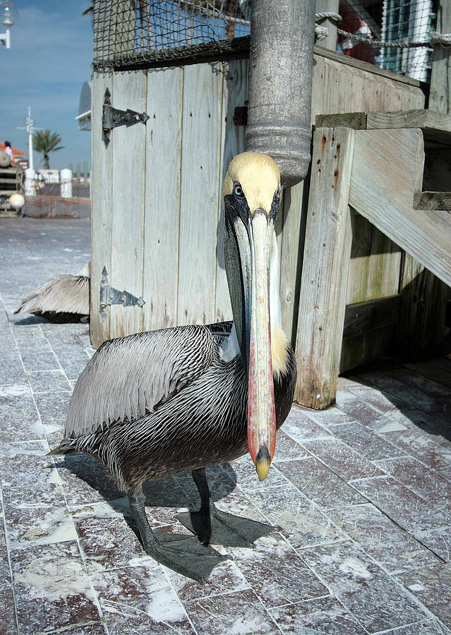 Angry Pelican Photograph by Jane Haas - Fine Art America