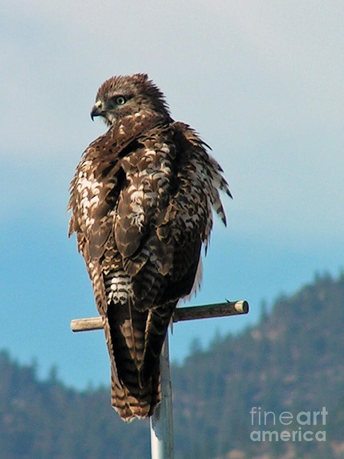 Angry Young Hawk Photograph by Maureen Farley
