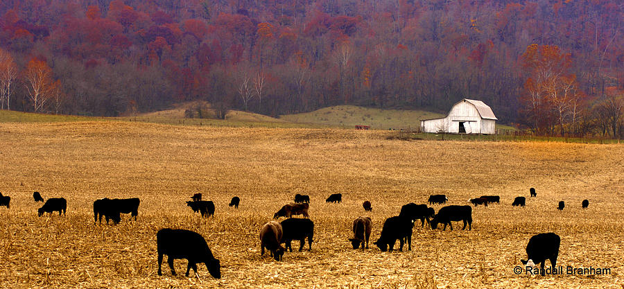 Angus and Oaks  farm Photograph by Randall Branham
