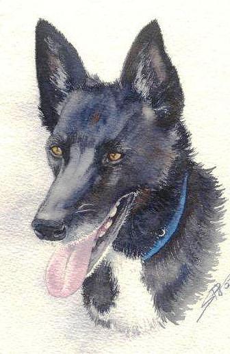 Anguss Dog Painting by Sandra Phryce-Jones