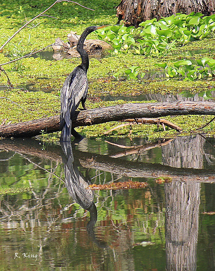 Anhinga And Reflection Photograph by Roena King - Fine Art America