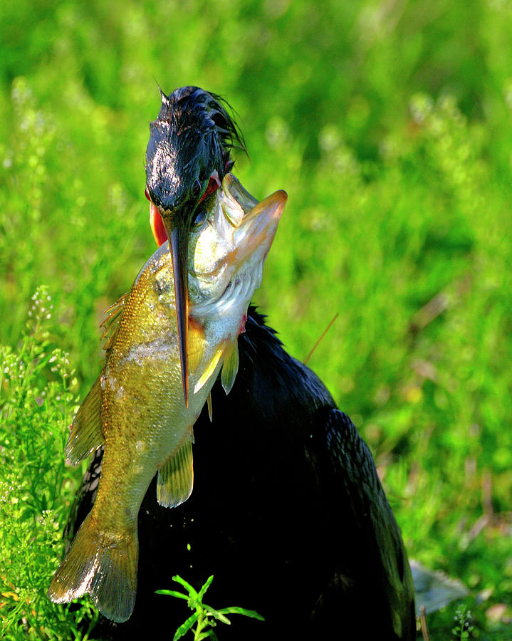 Anhinga and the fish Photograph by Bill Dodsworth