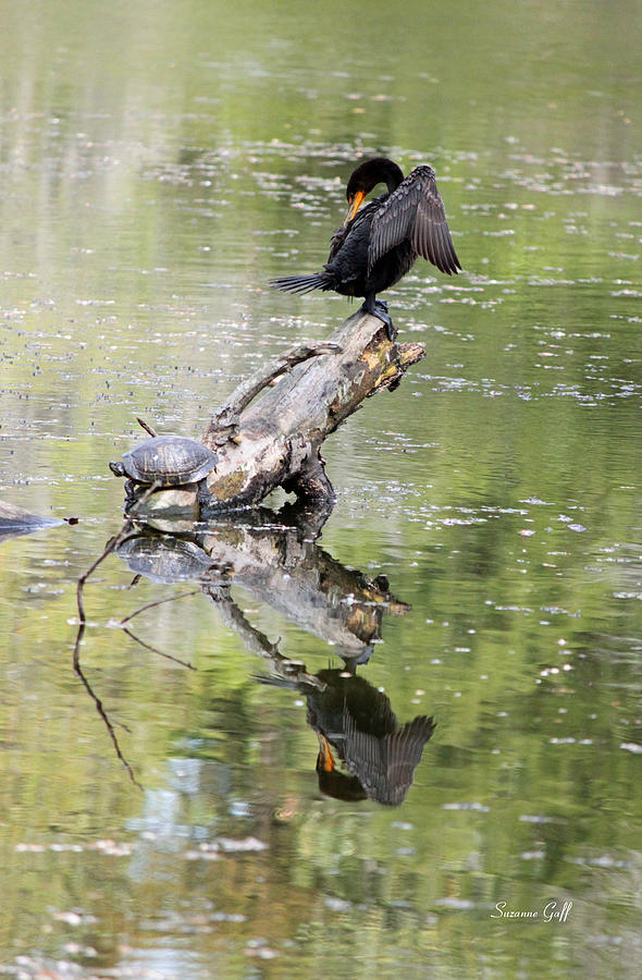 Anhinga and Turtle Photograph by Suzanne Gaff