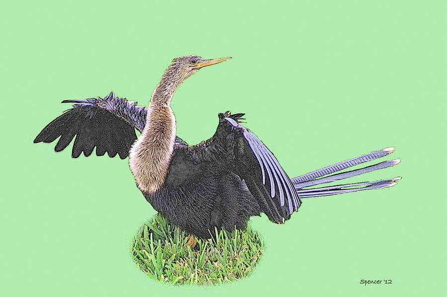 Anhinga Female Photograph by T Guy Spencer