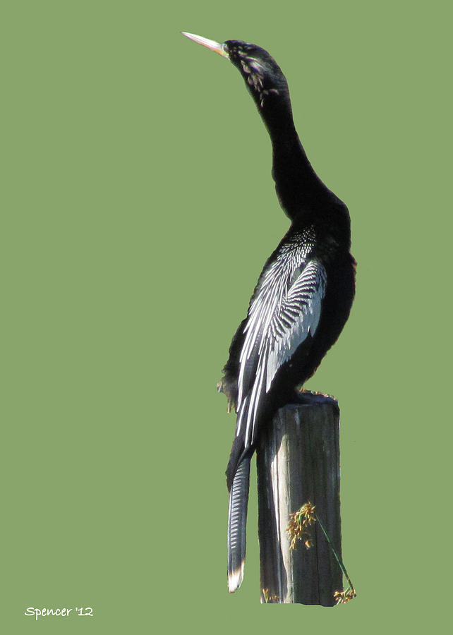 Anhinga on Post Photograph by T Guy Spencer