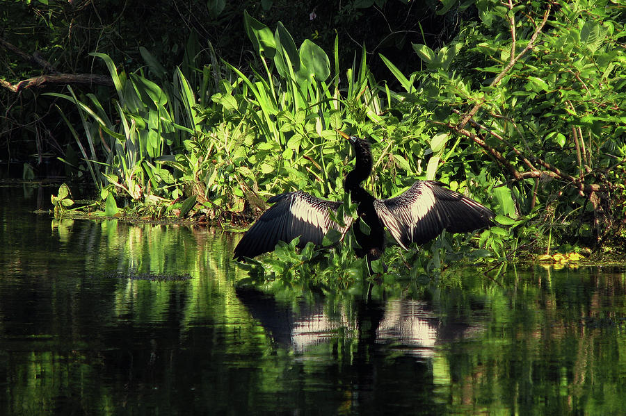 Anhinga Spreading Wings Photograph by Peggy Urban