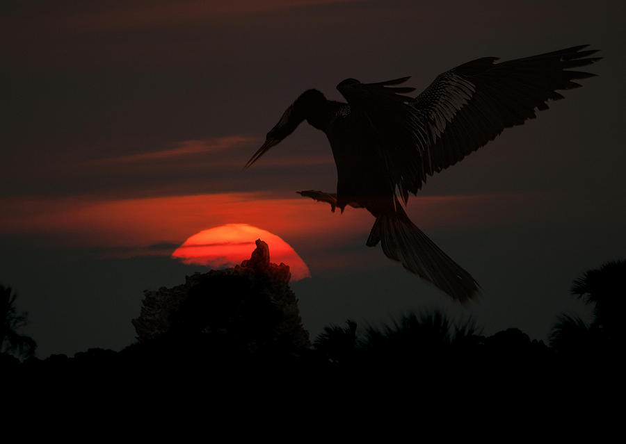 Anhinga Sunset Photograph by Wade Aiken