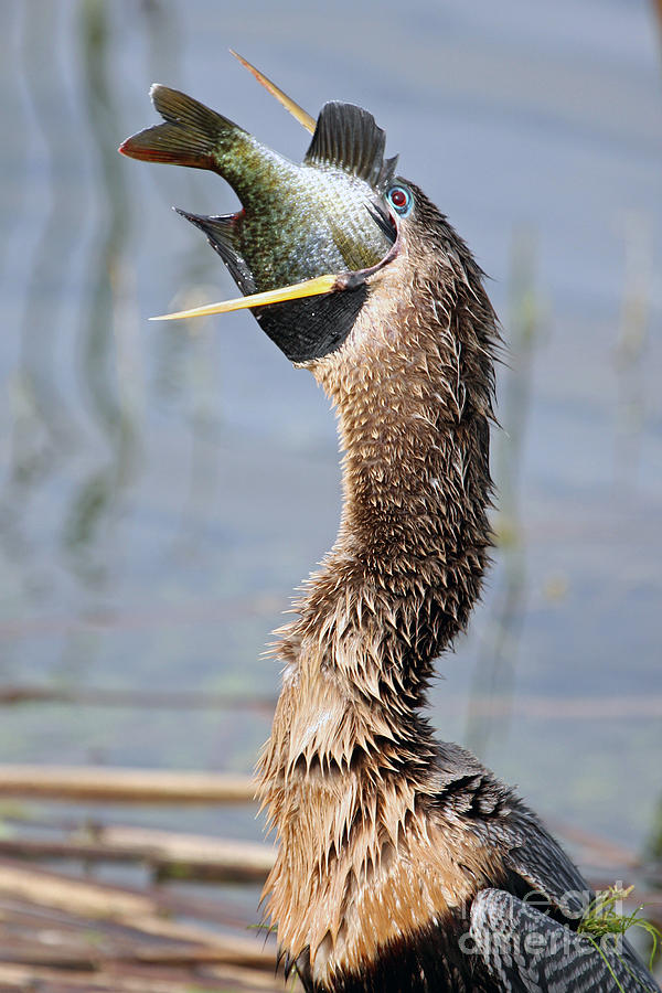 Anhinga swallowing Fish Photograph by Jennifer Zelik