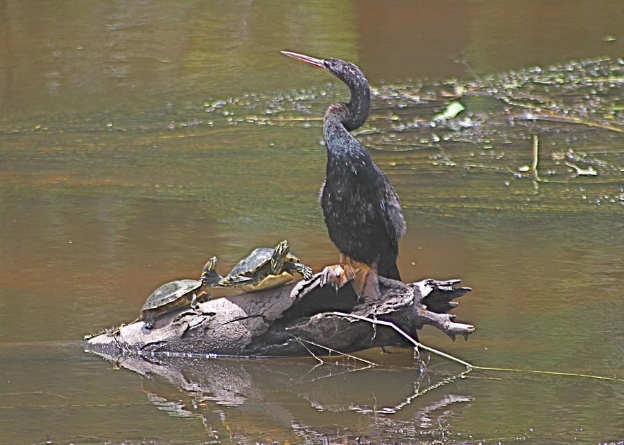 Anhinga with Turtles Photograph by Jeanne Juhos