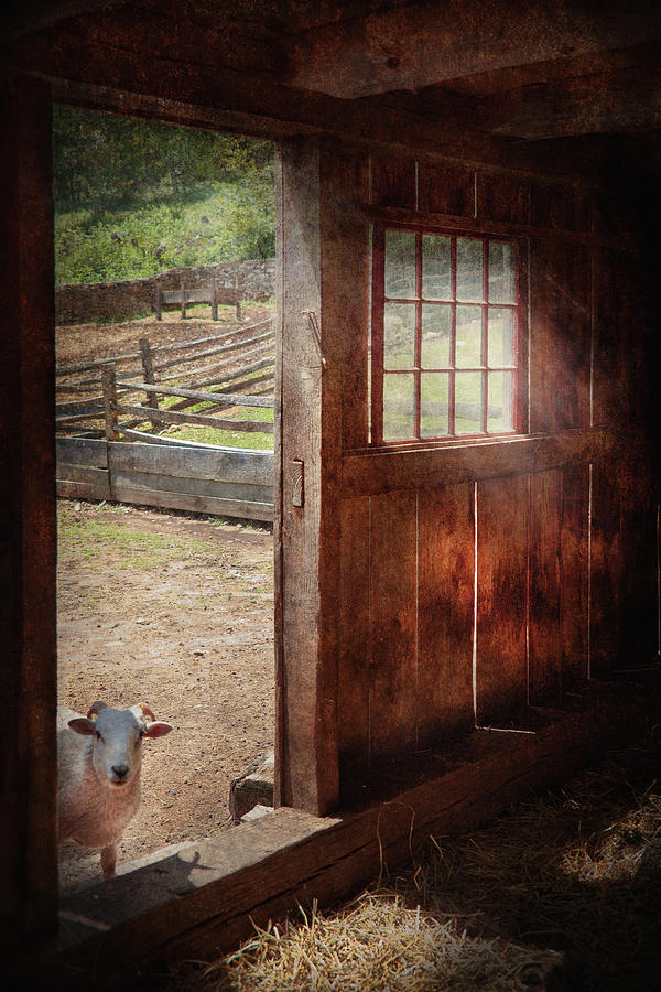 Animal - Lamb - Hello anybody home Photograph by Mike Savad