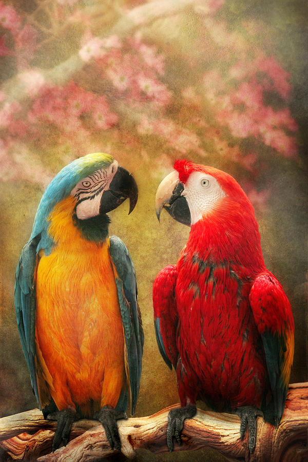 Animal - Parrot - Well always have parrots Photograph by Mike Savad