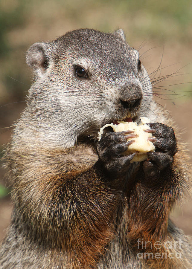 Animal - woodchuck - eating Photograph by Paul Ward