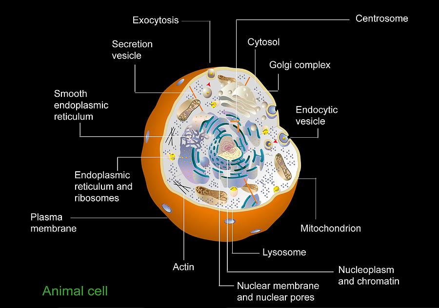 Animal Cell Anatomy, Diagram Photograph by Francis Leroy ...