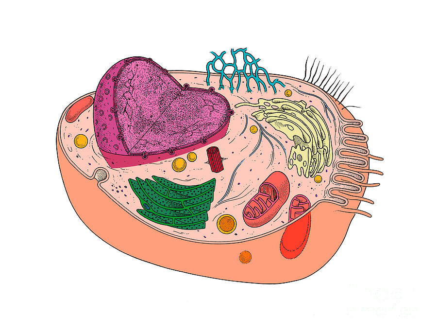 Human cell, cross-section - Stock Image - C019/8430 - Science Photo Library