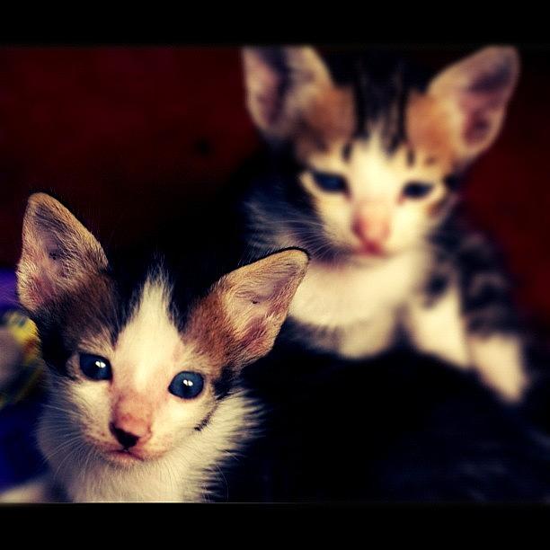 Cute Photograph - #animal #cute #cat #love #igers by Fajar Triwahyudi Cute Photograph - #animal #cute #cat #love #igers by Fajar Triwahyudi