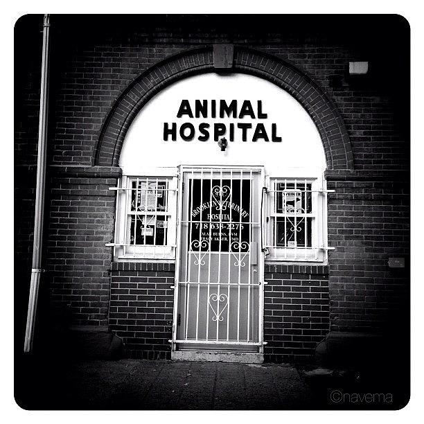 Blackandwhite Photograph - Animal Hospital by Natasha Marco