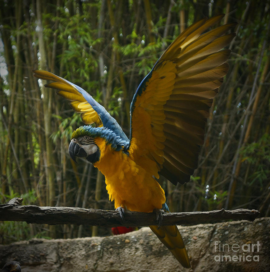 Animal Kingdom - Flights Of Wonder Pyrography by AK Photography