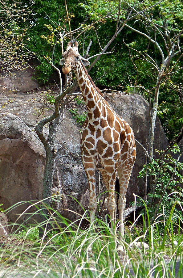 Animal Kingdom Giraffe Photograph by Carol  Bradley